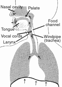 picture depicting the location of the nasal cavity, palate, tongue, vocal cords, larynx, windpipe (trachea), and the food channel